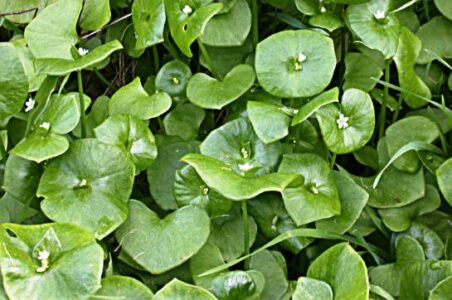 Move Over Spinach, Native Miner’s Lettuce is Here Image